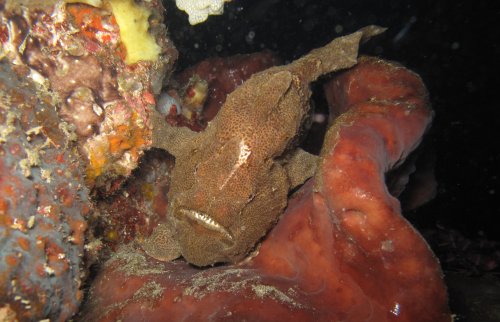 Giant Frogfish